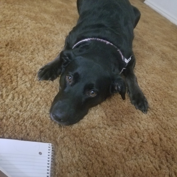 Meet your Posher, Amelia - Picture 4 of 4